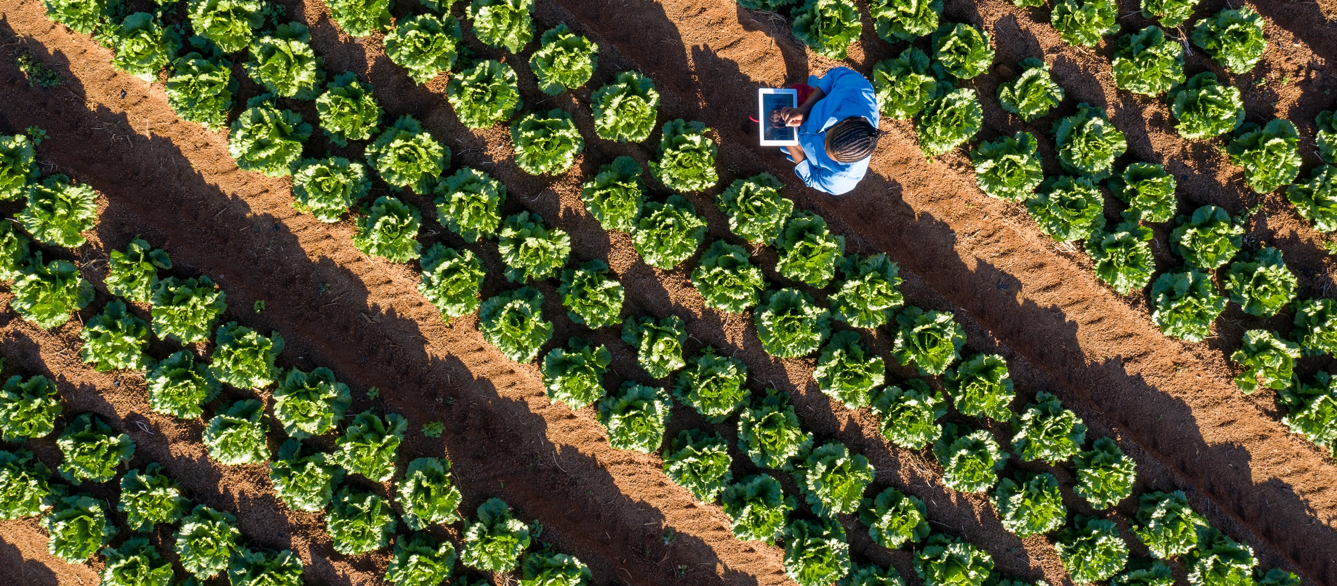 Aerial shot of a farmer tending to their crop.
