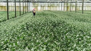 Futures of food provision
